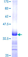 MUC5AC Protein - 12.5% SDS-PAGE Stained with Coomassie Blue.