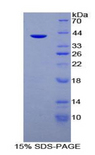 MUC6 / MUC-6 Protein - Recombinant Mucin 6 By SDS-PAGE
