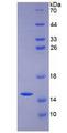 Mucin 2 / MUC2 Protein - Recombinant  Mucin 2 By SDS-PAGE