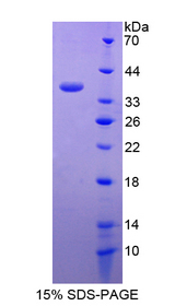 MUCL1 Protein - Recombinant  Small Breast Epithelial Mucin By SDS-PAGE