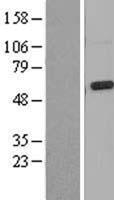 Mucolipin 3 / TRPML3 Protein - Western validation with an anti-DDK antibody * L: Control HEK293 lysate R: Over-expression lysate