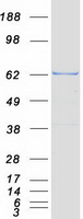 MUS81 Protein - Purified recombinant protein MUS81 was analyzed by SDS-PAGE gel and Coomassie Blue Staining