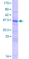 MUTED Protein - 12.5% SDS-PAGE of human MUTED stained with Coomassie Blue