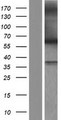 MUTYH / MYH Protein - Western validation with an anti-DDK antibody * L: Control HEK293 lysate R: Over-expression lysate