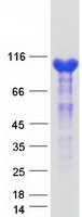 MVP / VAULT1 Protein - Purified recombinant protein MVP was analyzed by SDS-PAGE gel and Coomassie Blue Staining