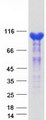 MVP / VAULT1 Protein - Purified recombinant protein MVP was analyzed by SDS-PAGE gel and Coomassie Blue Staining