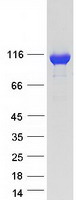 MVP / VAULT1 Protein - Purified recombinant protein MVP was analyzed by SDS-PAGE gel and Coomassie Blue Staining