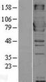 MX1 / MX Protein - Western validation with an anti-DDK antibody * L: Control HEK293 lysate R: Over-expression lysate
