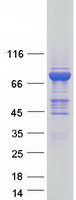 MX1 / MX Protein - Purified recombinant protein MX1 was analyzed by SDS-PAGE gel and Coomassie Blue Staining