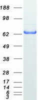 MX1 / MX Protein - Purified recombinant protein MX1 was analyzed by SDS-PAGE gel and Coomassie Blue Staining