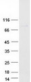 MX2 Protein - Purified recombinant protein MX2 was analyzed by SDS-PAGE gel and Coomassie Blue Staining