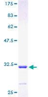 MXD4 Protein - 12.5% SDS-PAGE of human MXD4 stained with Coomassie Blue