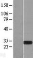 MXI1 / MAD2 Protein - Western validation with an anti-DDK antibody * L: Control HEK293 lysate R: Over-expression lysate