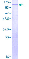 MYB / c-Myb Protein - 12.5% SDS-PAGE of human MYB stained with Coomassie Blue