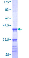 MYBL1 / A-MYB Protein - 12.5% SDS-PAGE Stained with Coomassie Blue.