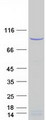 MYBL2 Protein - Purified recombinant protein MYBL2 was analyzed by SDS-PAGE gel and Coomassie Blue Staining