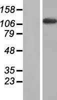 MYBPC2 Protein - Western validation with an anti-DDK antibody * L: Control HEK293 lysate R: Over-expression lysate