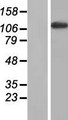 MYBPC2 Protein - Western validation with an anti-DDK antibody * L: Control HEK293 lysate R: Over-expression lysate