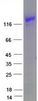 MYBPC3 / MYBP-C Protein - Purified recombinant protein MYBPC3 was analyzed by SDS-PAGE gel and Coomassie Blue Staining