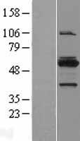 MYBPH Protein - Western validation with an anti-DDK antibody * L: Control HEK293 lysate R: Over-expression lysate