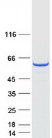 MYBPH Protein - Purified recombinant protein MYBPH was analyzed by SDS-PAGE gel and Coomassie Blue Staining
