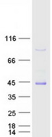 MYBPHL Protein - Purified recombinant protein MYBPHL was analyzed by SDS-PAGE gel and Coomassie Blue Staining