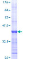 MYC / c-Myc Protein - 12.5% SDS-PAGE Stained with Coomassie Blue.