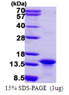 MYCBP Protein