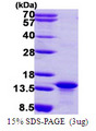 MYCBP Protein