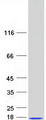 MYCBP Protein - Purified recombinant protein MYCBP was analyzed by SDS-PAGE gel and Coomassie Blue Staining