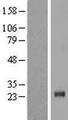 MYCL / L-Myc Protein - Western validation with an anti-DDK antibody * L: Control HEK293 lysate R: Over-expression lysate