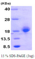 MYD118 / GADD45B Protein