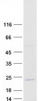 MYD118 / GADD45B Protein - Purified recombinant protein GADD45B was analyzed by SDS-PAGE gel and Coomassie Blue Staining