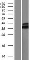 MYD88 Protein - Western validation with an anti-DDK antibody * L: Control HEK293 lysate R: Over-expression lysate