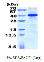 MYD88 Protein