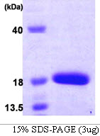 MYDGF / SF20 Protein