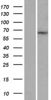 MYEF2 Protein - Western validation with an anti-DDK antibody * L: Control HEK293 lysate R: Over-expression lysate