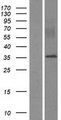 MYEOV Protein - Western validation with an anti-DDK antibody * L: Control HEK293 lysate R: Over-expression lysate