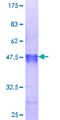 MYF6 / MRF4 Protein - 12.5% SDS-PAGE Stained with Coomassie Blue.