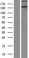 MYH10 Protein - Western validation with an anti-DDK antibody * L: Control HEK293 lysate R: Over-expression lysate