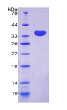 MYH10 Protein - Recombinant Myosin Heavy Chain 10, Non Muscle By SDS-PAGE