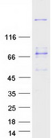 MYH3 Protein - Purified recombinant protein MYH3 was analyzed by SDS-PAGE gel and Coomassie Blue Staining