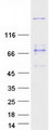 MYH3 Protein - Purified recombinant protein MYH3 was analyzed by SDS-PAGE gel and Coomassie Blue Staining