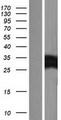 MYL10 Protein - Western validation with an anti-DDK antibody * L: Control HEK293 lysate R: Over-expression lysate