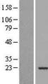 MYL12A / MRCL3 Protein - Western validation with an anti-DDK antibody * L: Control HEK293 lysate R: Over-expression lysate