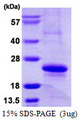 MYL12A / MRCL3 Protein