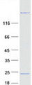 MYL12A / MRCL3 Protein - Purified recombinant protein MYL12A was analyzed by SDS-PAGE gel and Coomassie Blue Staining