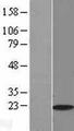 MYL2 Protein - Western validation with an anti-DDK antibody * L: Control HEK293 lysate R: Over-expression lysate