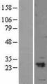 MYL3 Protein - Western validation with an anti-DDK antibody * L: Control HEK293 lysate R: Over-expression lysate