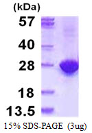 MYL4 Protein